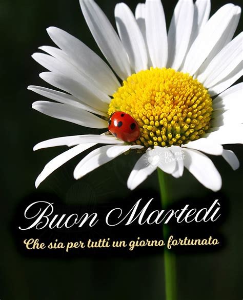 buon martedi